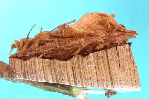 Ganoderma australe? (Ganoderma adspersum)